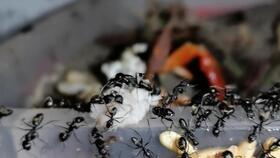 吃哈密瓜的蚂蚁,自然界的智慧之旅