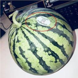 718吃瓜网站网红瓜