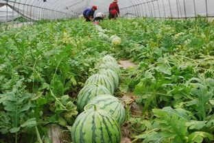 宁德海伦司吃瓜,揭秘背后真相与网络热议