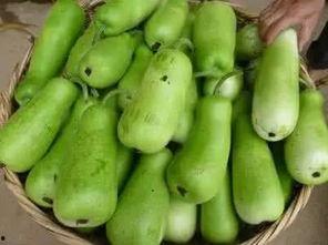 宝宝老吃葫芦瓜,营养美味两不误