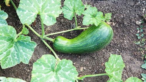 便秘可以吃瓠瓜,轻松告别便秘困扰