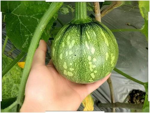 梦中吃小瓜,小瓜引发的奇幻之旅