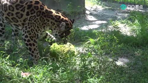 大猫吃大瓜,大猫畅享大瓜盛宴