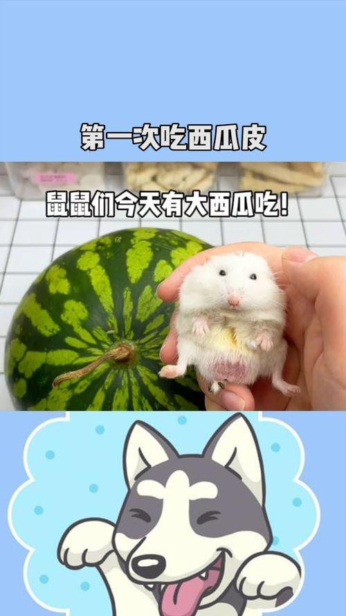 鼠圈吃瓜,吃瓜群众揭秘动物界的神秘圈层