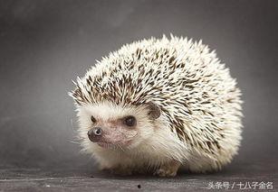 刺猬吃瓜原视频